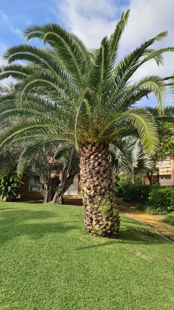 Palmera canaria de tronco robusto situada en un jardín mediterráneo con césped cuidado y olivos centenarios al fondo.