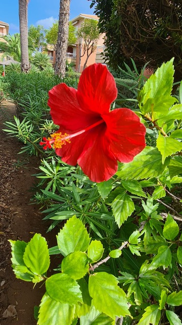 Primer plano de un hibisco rojo en un jardín mediterráneo, con vegetación exuberante y palmeras frente a un complejo residencial.