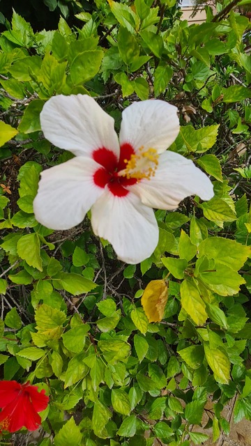 Primer plano de una flor de hibisco blanca con centro rojo intenso y estambre amarillo, rodeada de abundante follaje verde en el jardín.