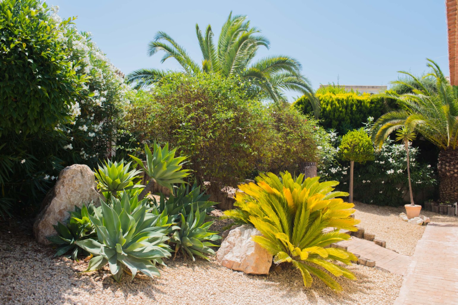 Jardín mediterráneo con agaves, cica revoluta y palmeras sobre grava clara, complementado con rocas decorativas y un sendero de ladrillo.
