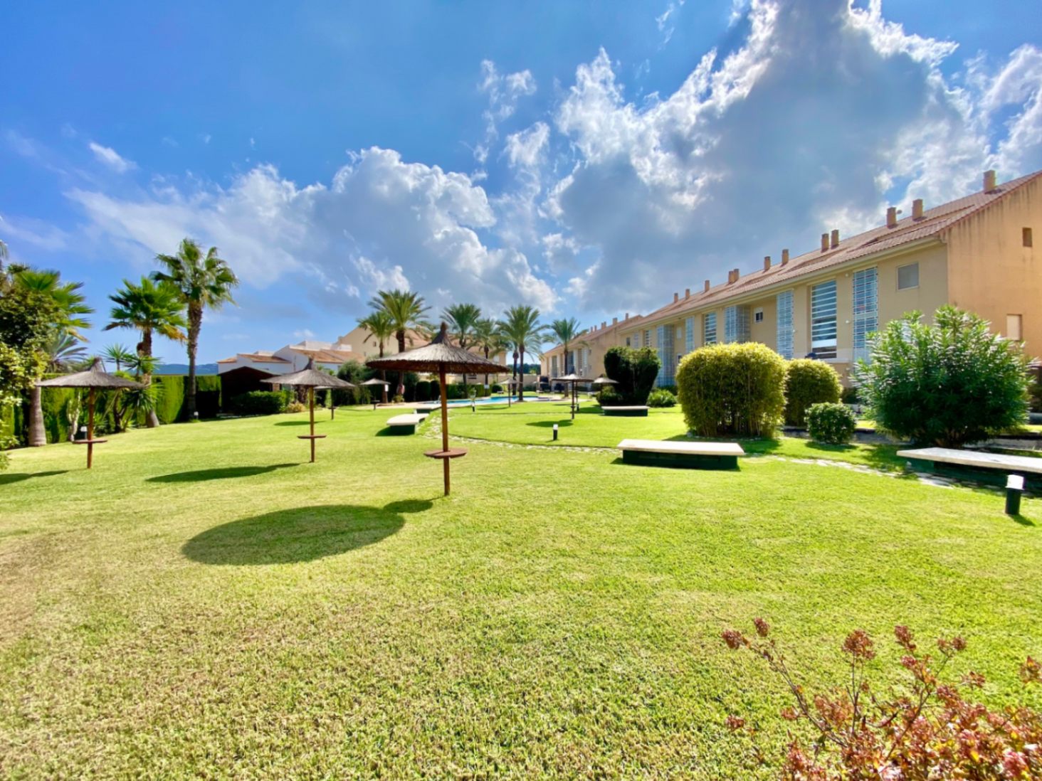 Amplia zona de césped cuidado con sombrillas de brezo y bancos de piedra, rodeada de palmeras y edificaciones residenciales bajo un cielo despejado.