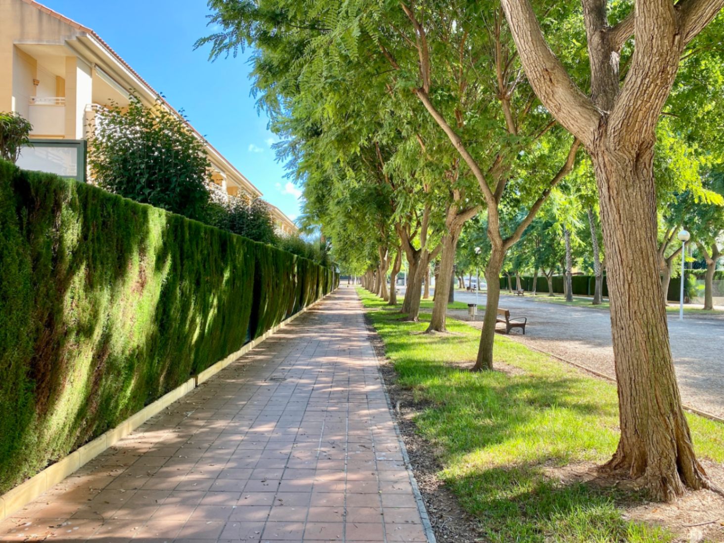 Paseo peatonal pavimentado flanqueado por un seto alto de cipreses y una hilera de árboles frondosos que ofrecen sombra junto a edificios residenciales.
