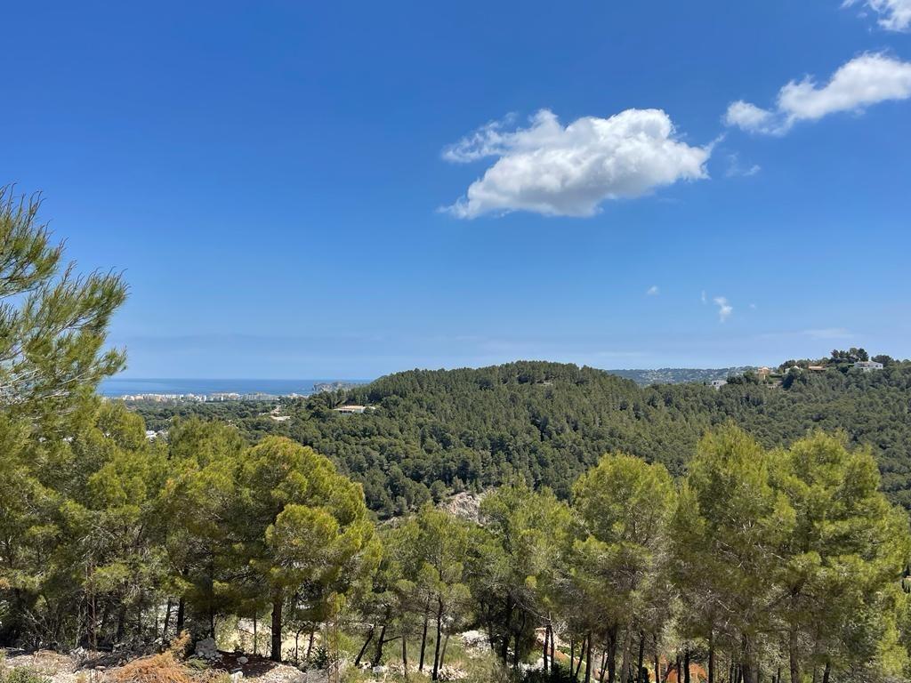 Vistas panorámicas elevadas sobre un denso bosque de pinos mediterráneos con la línea de costa visible en el horizonte bajo un cielo despejado.
