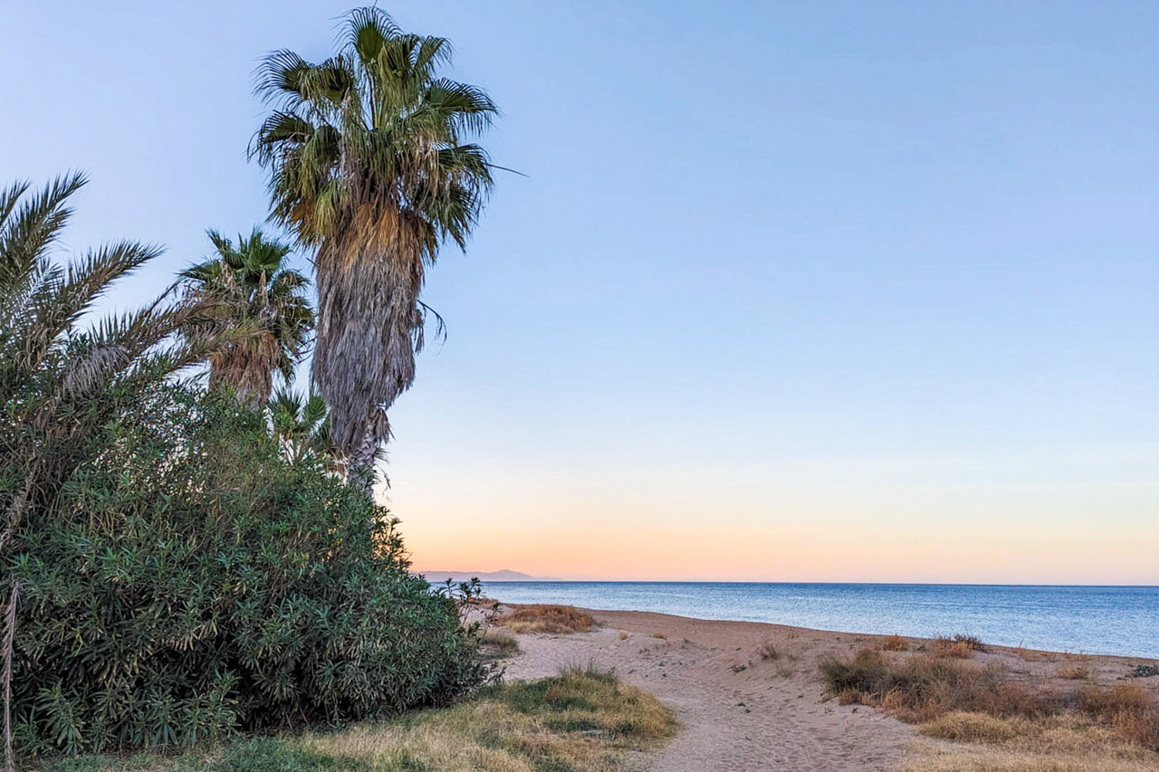 Vista de la playa de arena en Dénia al atardecer, con palmeras y vegetación autóctona junto al mar Mediterráneo en un entorno tranquilo.