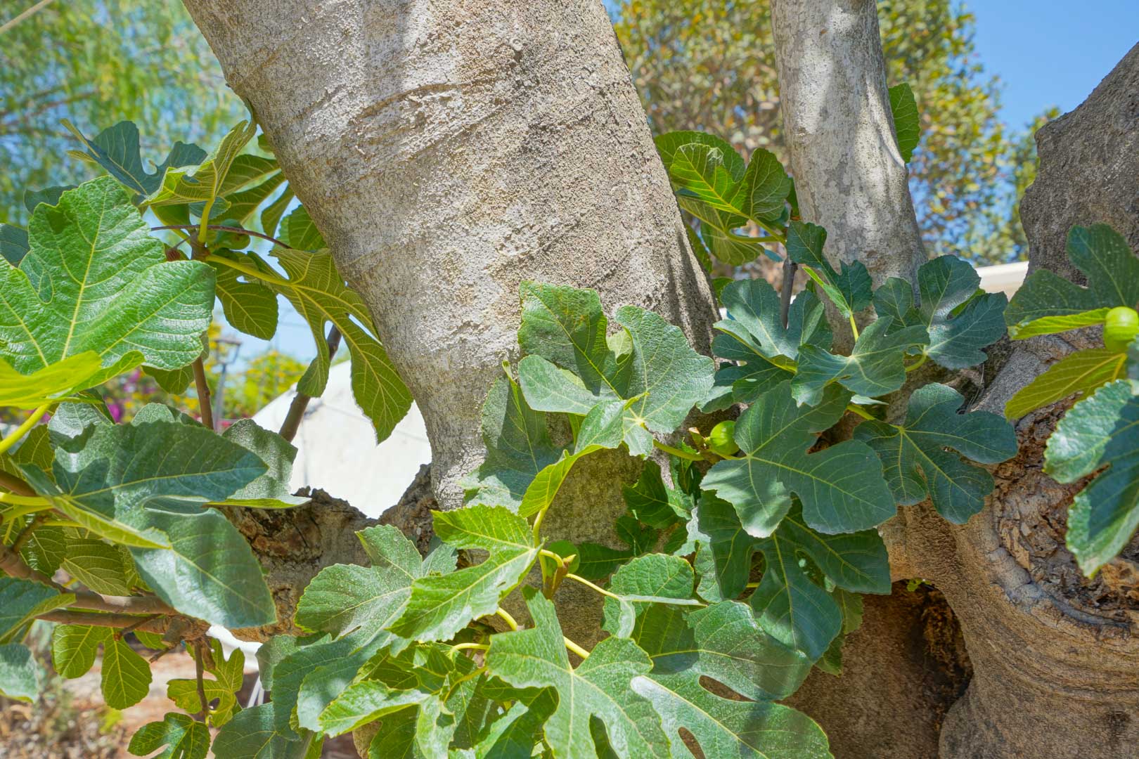 Villa tradicional en Jávea, Tarraula con piscina privada